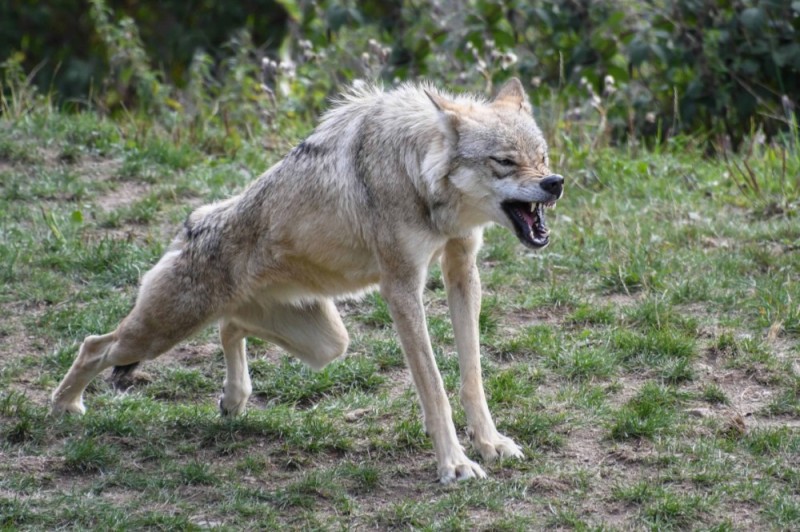 Create meme: wolf attacks , astrakhan wolf, the wolf grin