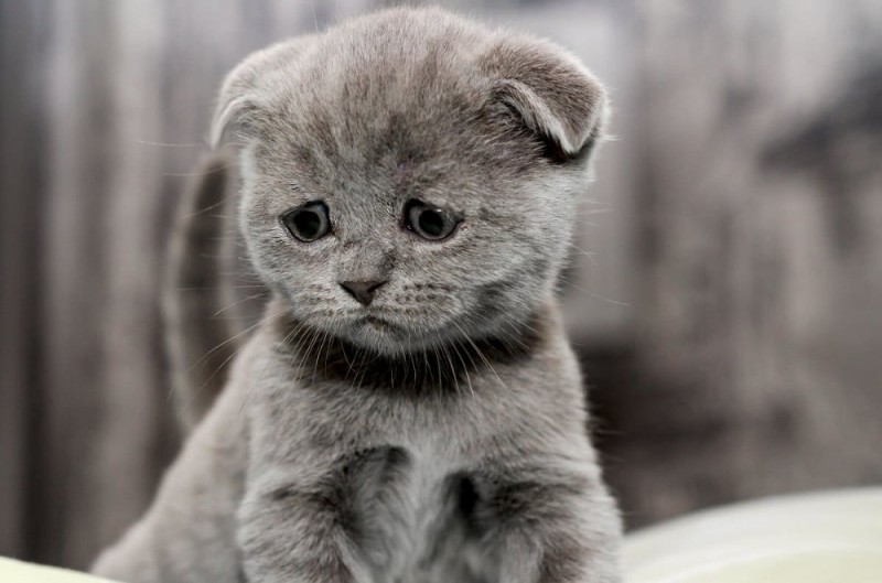 Create meme: Scottish fold cat, the cat is sad , The lop - eared Briton is blue - eyed