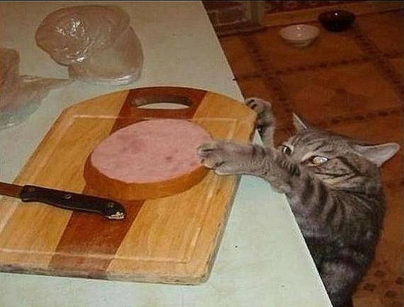 Создать мем: кот с колбасой, шутки про колбасу, коте приколы