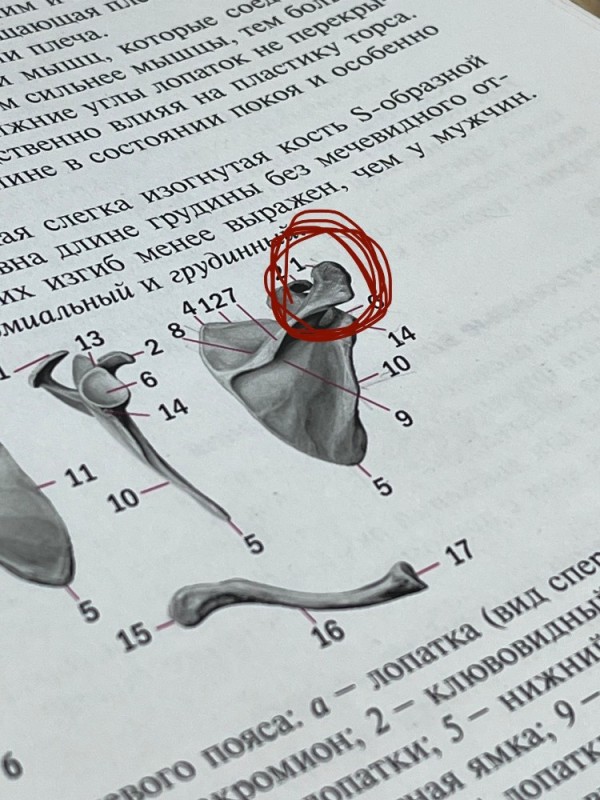 Создать мем: стремечко молоточек и наковальня в ушах функции, слуховые косточки анатомия в барабанной полости, анатомия