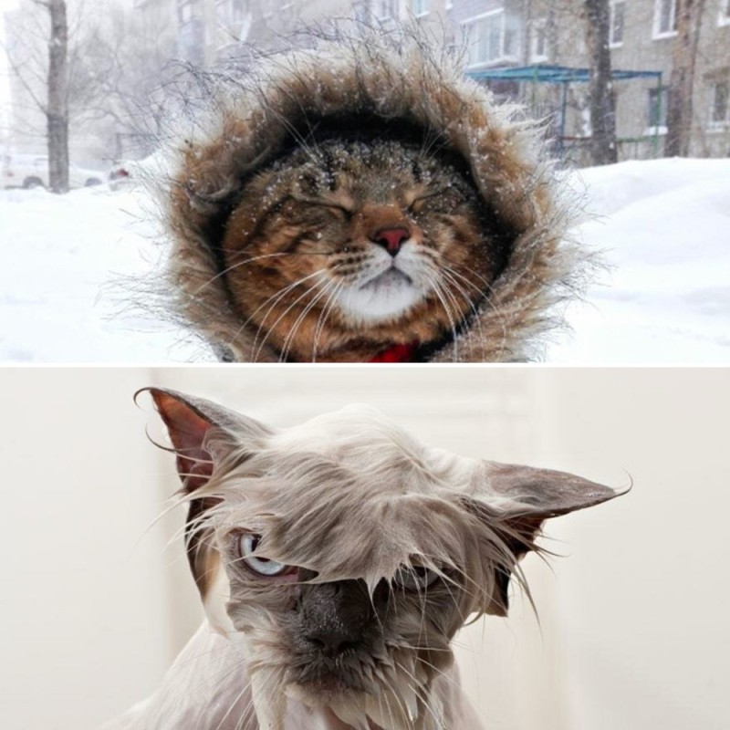 Создать мем: замёрзший, мокрый пушистый кот, угрюмый мокрый кот