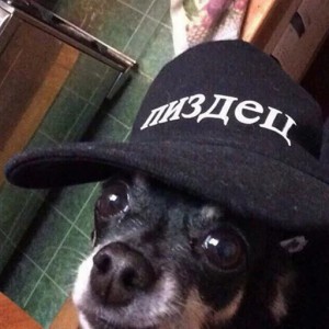 Создать мем: собака, кепки с надписями, Собака