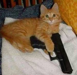 Create meme: dangerous cat , ginger kitten , a cat with a gun