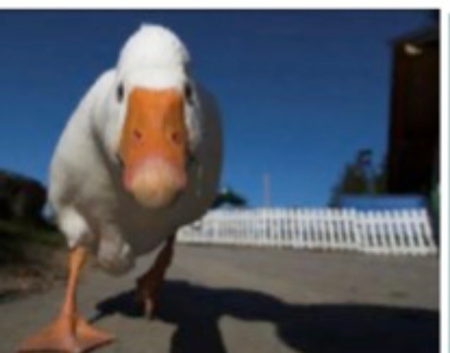Create meme: fun Gus, duck , goose 
