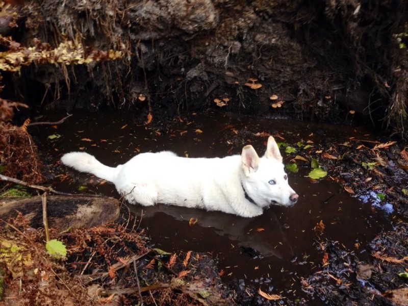 Create meme: white husky, siberian husky white, Siberian husky is white