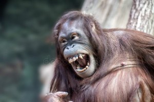 Create meme: orangutan terrible, orangutan photos teeth, yawning orangutan