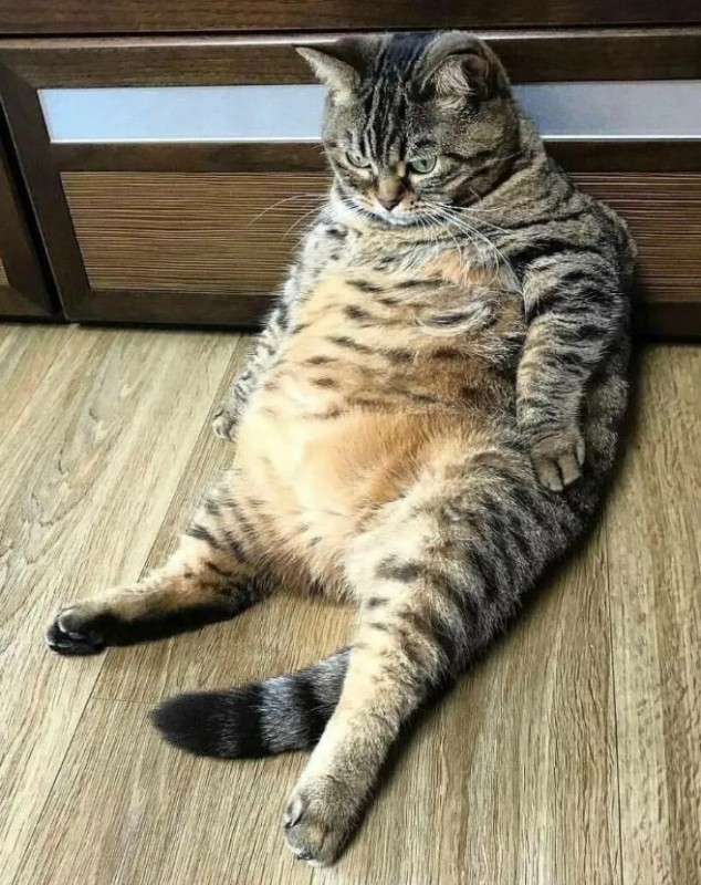 Create meme: funny fat cat, the cat got fat, fat cat