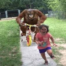 Создать мем: убегай отсюда, обезьяна на велике, веселая обезьяна
