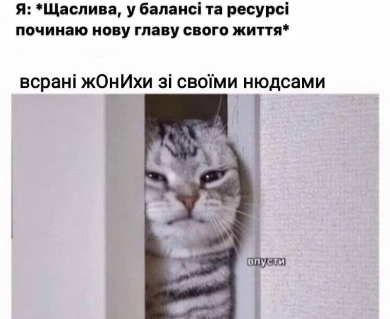 Create meme: the cat is worried, cat , cat 