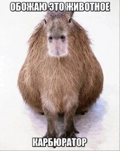 Create meme: Vdovenko capybara, a pet capybara, rodent capybara