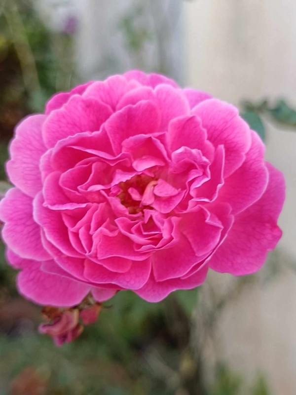 Create meme: english rose, Rose Pink Garden, beautiful roses 