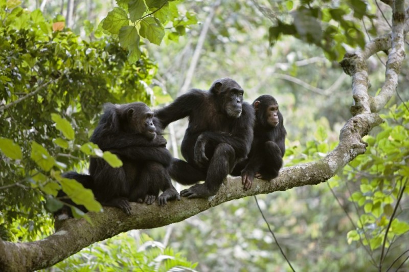 Создать мем: обезьяны шимпанзе, шимпанзе обыкновенный, самка шимпанзе