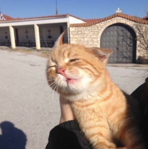 Создать мем: улыбающиеся коты, милые котики смешные, котики смешные