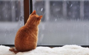 Создать мем: первый снег, кот за окном в снегу, за окном снег