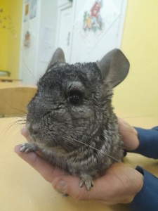 Create meme: chinchilla grey, chinchilla boy