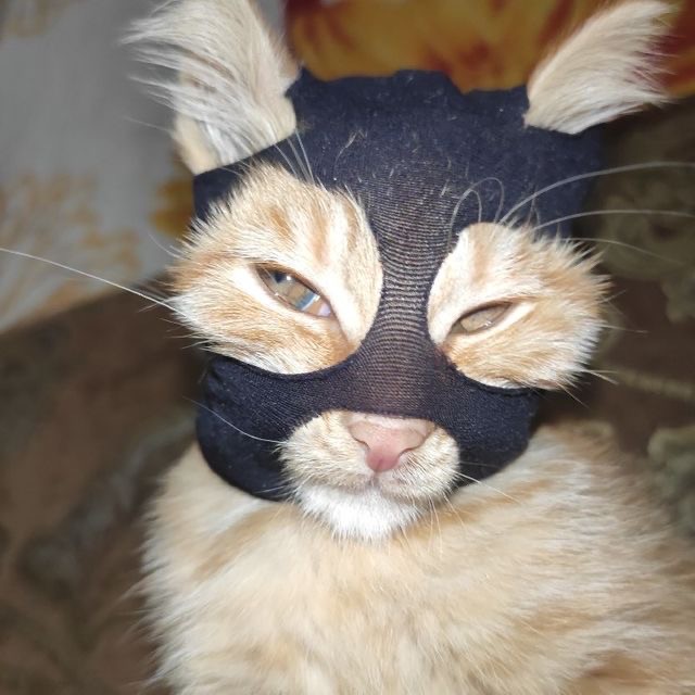 Create meme: the cat in the mask, the cat in the mask, cats in masks