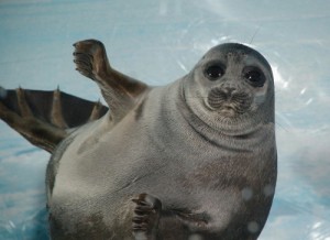 Создать мем: ластоногие млекопитающие, seal, тюлень