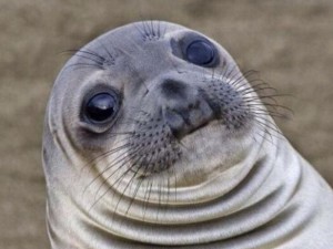 Создать мем: удивленный тюлень, тюлень, морской котик мем