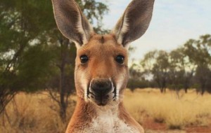 Create meme: animal, kangaroo, kangaroo animals