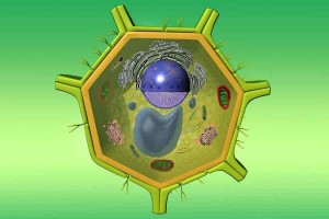 Создать мем: органоиды животной и растительной клетки схема, строение живой и растительной клетки 5 класс биология, клетка растения