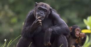Создать мем: самец шимпанзе гамма, шимпанзе бонобо, самец шимпанзе