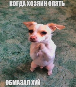 Создать мем: собака просит, чихуахуа хуа злая, бешеная чихуахуа