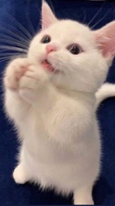 Создать мем: белый котенок, котики красивые, кошка