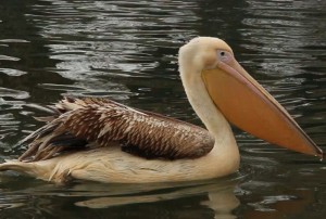Создать мем: пеликаны, водоплавающие птицы пеликан, краснокнижные розовый пеликан