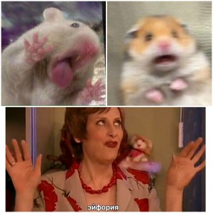 Create meme: a scared hamster, GIF meme hamster, a scared hamster meme