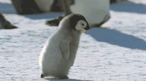 Создать мем: cute penguin, baby penguin, пингвин детеныш