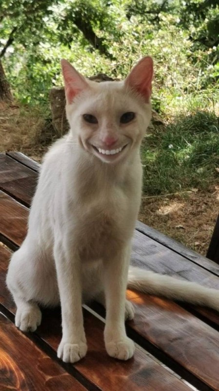 Создать мем: кошка, кошечка, кот улыбается с зубами