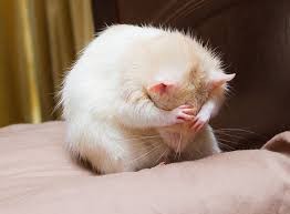 Create meme: mouse rat, hamster cute, pet rat