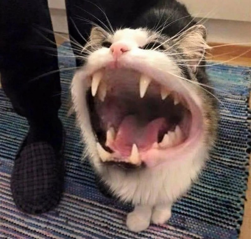 Создать мем: кот открыл рот, зевающая кошка, кричащий кот