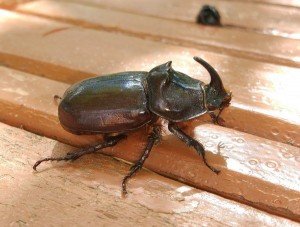Create meme: rhinoceros beetle legs, rhinoceros beetle male and female, beetle