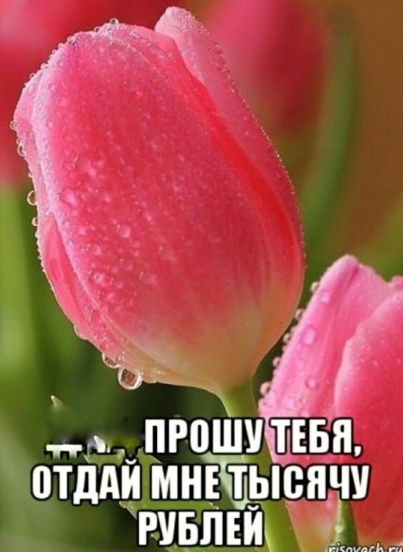 Create meme: tulips , tulip pink ardor, tulips pink