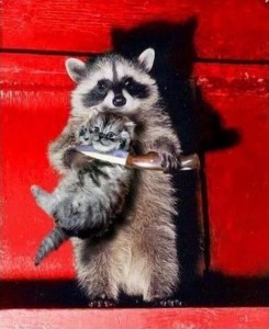 Create meme: raccoon home, raccoon gargle, meme raccoon