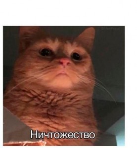 Create meme: cat memes, funny cat, cat meme