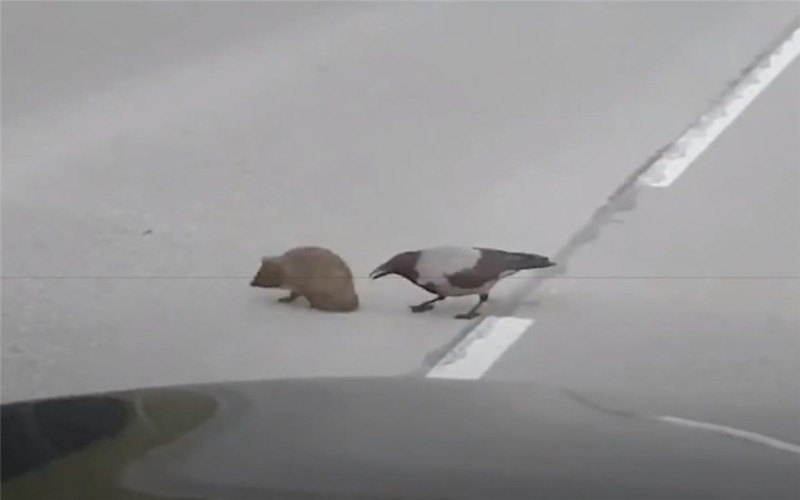 Create meme: A hedgehog crosses the road, the crow and the hedgehog, The crow takes the hedgehog across the road