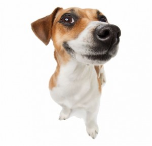 Create meme: jack russell terrier, Russell Terrier
