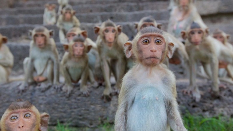 Создать мем: смешные обезьяны, много обезьян, обезьяна