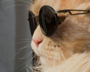 Создать мем: кот в черных очках, кот очки, коты в очках