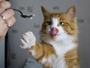 Create meme: funny cats, cat, cat eating sour cream photo