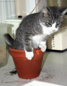 Create meme: cats, pot, meme cat