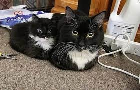 Create meme: cat , kittens the Maine Coon , twin kittens are black