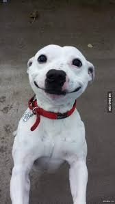 Create meme: dog smile, dog , dog fun