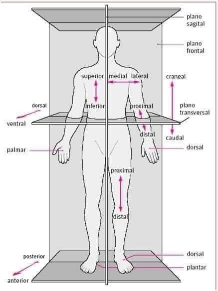 Создать мем: anatomical position, плоскости в анатомии, оси и плоскости тела человека