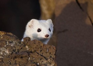 Create meme: evil the weasel, weasel, weasel animal white