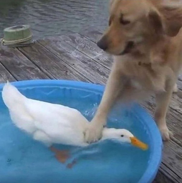 Create meme: the goose and the dog, duck , animals cute