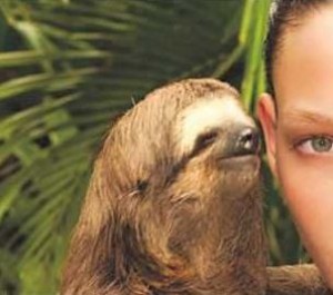 Create meme: meme sloth, sloth, Sloth whispers