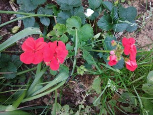 Create meme: geranium, geranium red, geranium